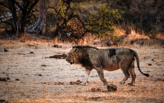 Kruger National Park