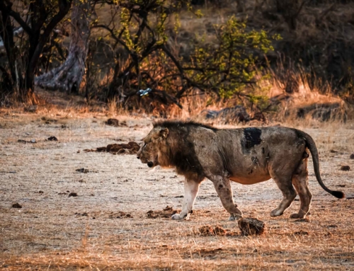 Tierwelt in Südafrika