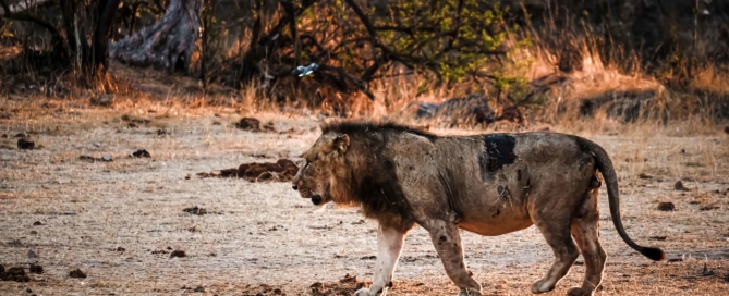 Kruger National Park