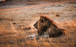 Kruger National Park