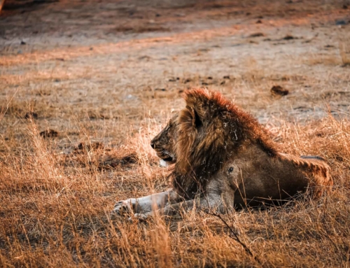 Safari im Krüger Nationalpark