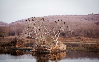 Ranthambore