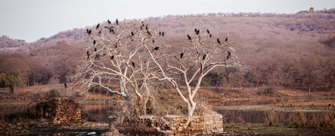 Ranthambore